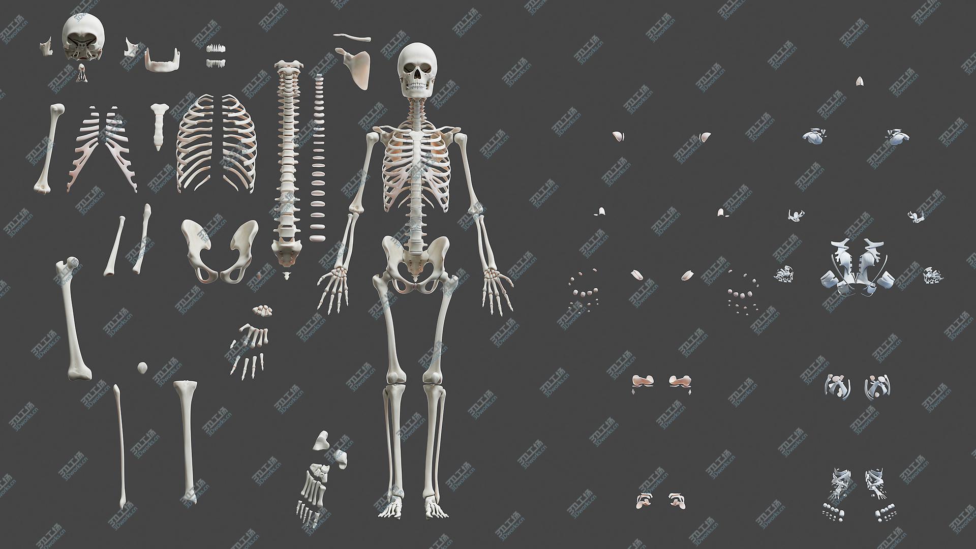 images/goods_img/20210113/3D model Full Male Anatomy (Maya Rigged)/4.jpg